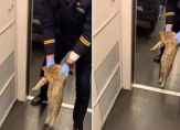 بالفيديو.. قطار صيني يطرد قطة &quot;بدون تذكرة&quot;!