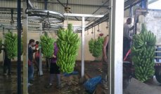 &quot;الاقتصاد&quot; تطرح مباردة انقاذية لتسويق الموز اللبناني