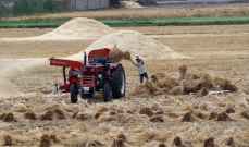 التموين المصرية: الاحتياطي الاستراتيجي من القمح في البلاد يكفي لـ7 أشهر