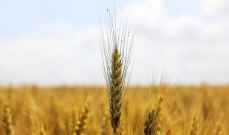 السلطات المصرية تشتري آلاف الأطنان من القمح من دول بينها روسيا