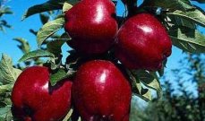 الحصار الإقتصادي على روسيا وإقفال الحدود السورية أضر بتصدير التفاح اللبناني إلى الدول العربية