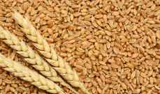 وزير الزراعة العراقي: المخزون الحالي من القمح لا يتجاوز الـ3 أشهر