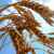 وزارة الزراعة الأوكرانية: تراجع صادرات الحبوب 47% في الأيام السبعة الأولى من حزيران