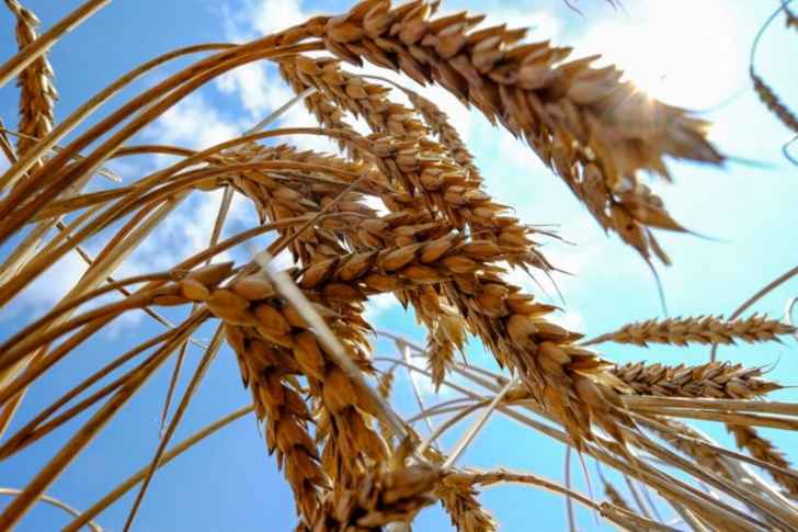 وزارة الزراعة الأوكرانية: تراجع صادرات الحبوب 47% في الأيام السبعة الأولى من حزيران