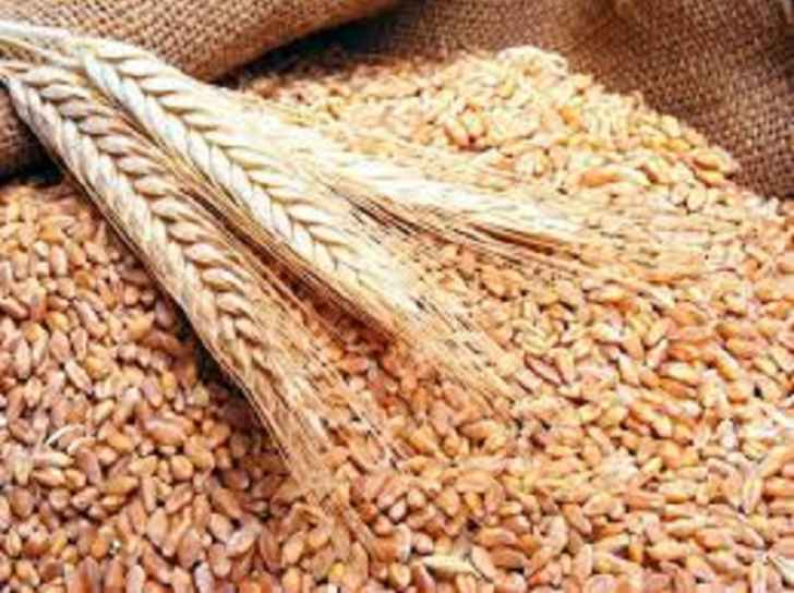 التموين المصرية: ندرس إضافة الهند إلى 16 منشأ آخر لإستيراد القمح تقبلها الهيئة العامة للسلع التموينية