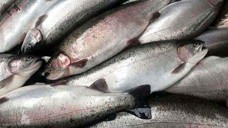 ارتفاع صادرات تركيا من سمك السلمون بنسبة 132 بالمئة في 2021 لتصل إلى 130 مليون دولار
