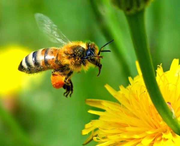 تدريب النحل في هولندا للكشف عن فيروس "كورونا"